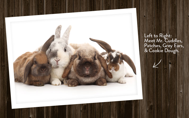 Meet our new bunnies for our Chicks and Bunnies sessions