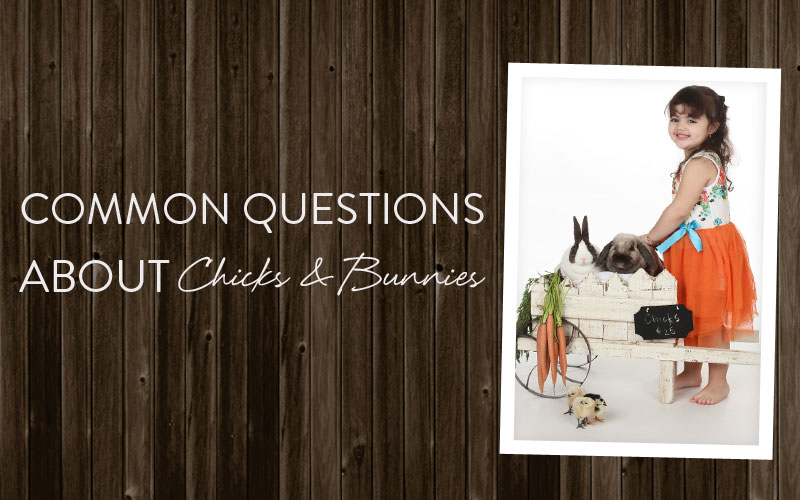 Common questions about chicks and bunnies