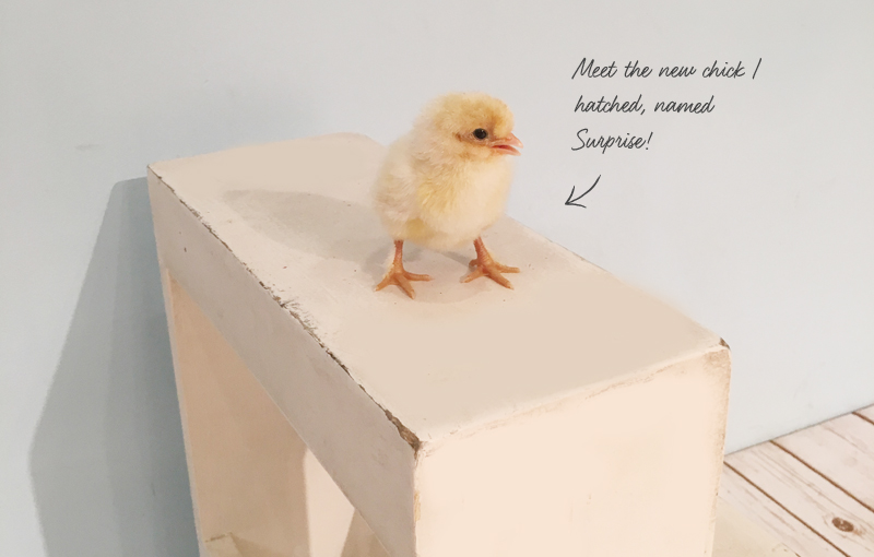 I finally hatched a chick!